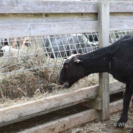 Sheep & Goat Feeder Panel