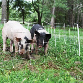 Pig QuikFence™ 6/30/12 x 100'