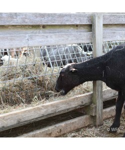 Sheep & Goat Feeder Panel