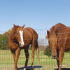 Bekaert 2x4 Horseman® 12½-14 Gauge ZA Black, 16-60-2, 100'