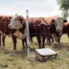 Cattle QuikFence™ 4/48/24 x 100'