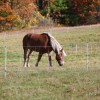Horse QuikFence™ 4/48/24 x 100'