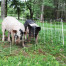 Pig QuikFence™ 6/30/12 x 100'
