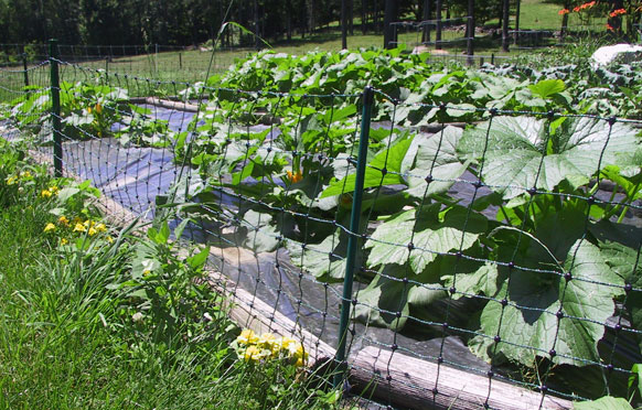 Commercial Crop and Garden Fencing from Wellscroft