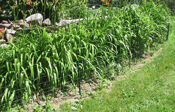 Garden Fencing from Wellscroft