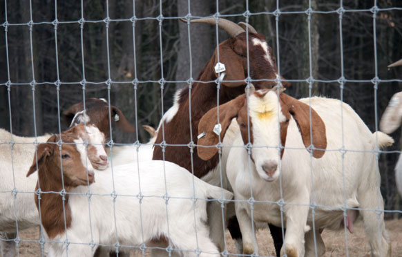 Goat Fencing from Wellscroft