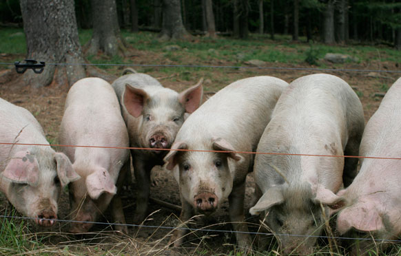 Pig Fencing from Wellscroft