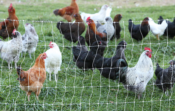 Poultry Fencing from Wellscroft